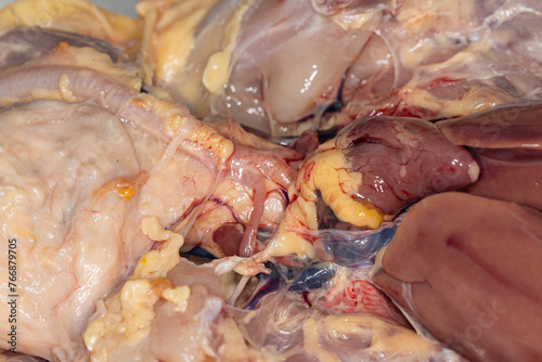 Anatomy and Physiology of the chicken in laboratory. photo