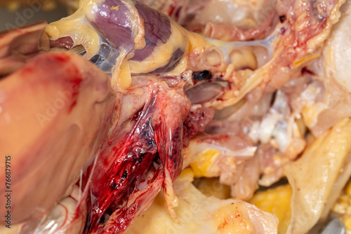 Anatomy and Physiology of the chicken in laboratory. photo