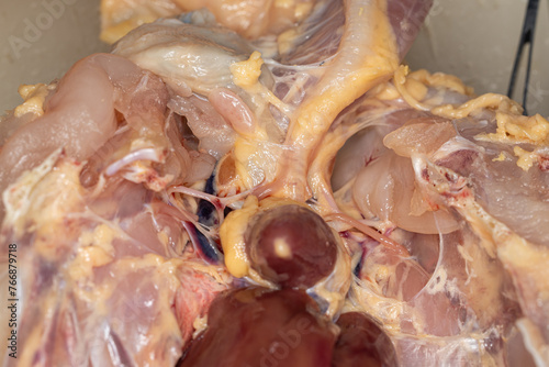 Anatomy and Physiology of the chicken in laboratory. photo