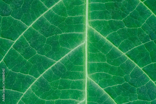 Zielone tło, regularna struktura liścia z bliska