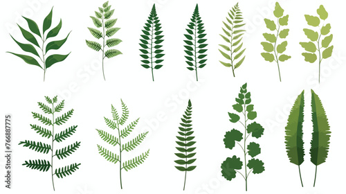 Fern Leaves flat vector isolated on white background photo