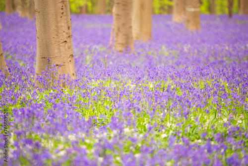 Bluebells among the trees in the forest.