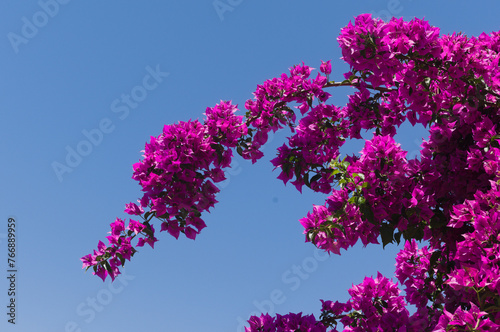 Great bougainvillea - Bougainvillea spectabilis 