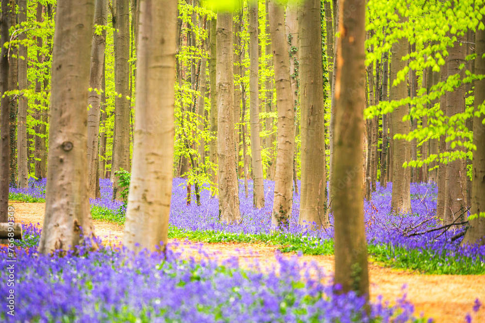 Bluebells among the trees in the forest.