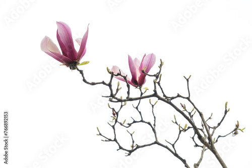 Two pink magnolia flowers blooming on a branch. Solid white background.