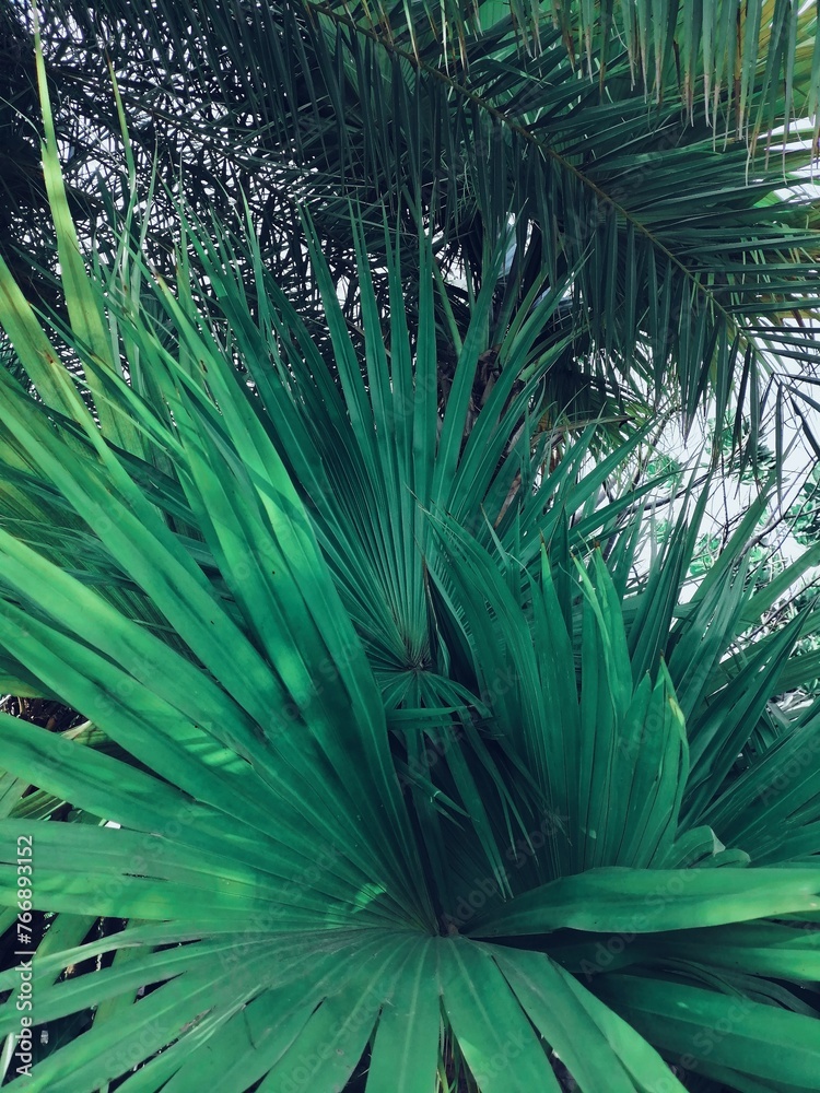 Fototapeta premium Beautiful of green tropical leaves