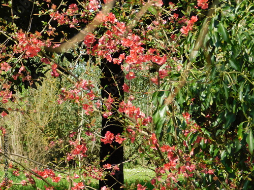 piante in campagna nel mese di aprile