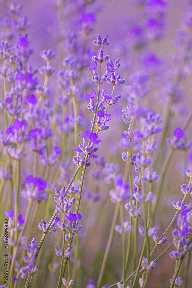 Naklejka premium Purple lavender flower field close-up
