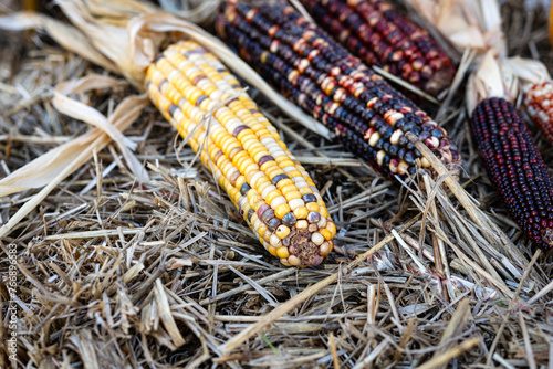 Close up of multi-colored corn displayed on a straw bale.