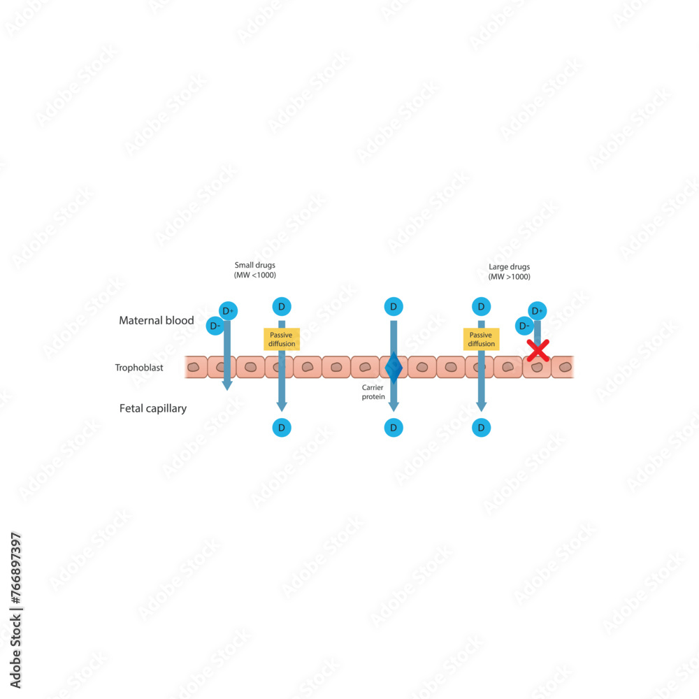 Diagram of placental drug (large and small molecules) absorption from maternal blood into fetal capillary - through trophoblasts - via passive diffusion and carrier proteins. 