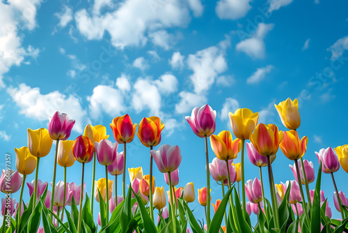 Tulip Symphony: Cinematic Landscape of Colorful Blooms, Spring Background