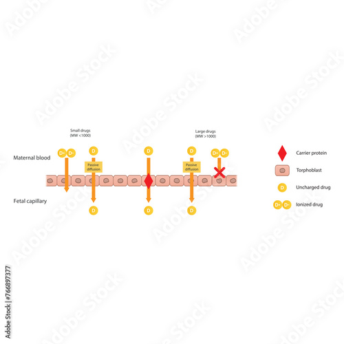 Diagram of placental drug (large and small molecules) absorption from maternal blood into fetal capillary - through trophoblasts - via passive diffusion and carrier proteins. 
