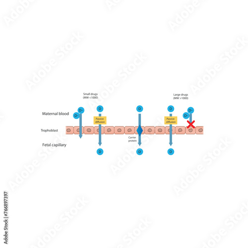 Diagram of placental drug (large and small molecules) absorption from maternal blood into fetal capillary - through trophoblasts - via passive diffusion and carrier proteins. 