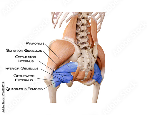 Obraz na płótnie Extrarotatores of the hip in the deep front line - piriformis, superior gemelleu