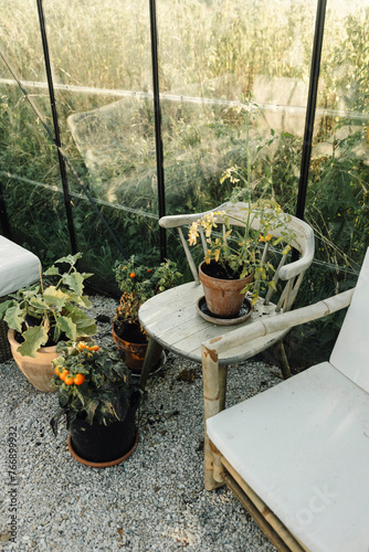 Still life of vegetable plants in a greenhouse in summer