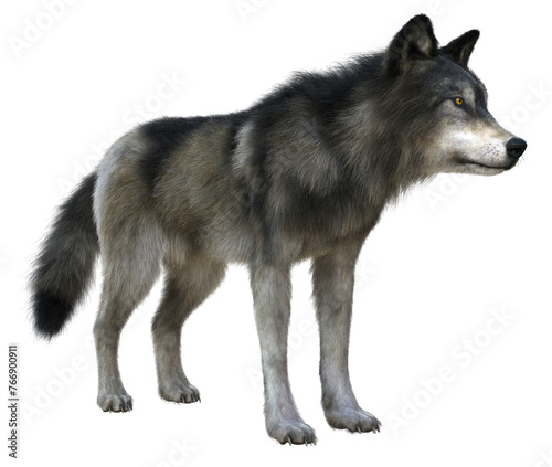 Fototapeta Naklejka Na Ścianę i Meble -  3D Rendered Gray Wolf on Transparent Background - 3D Illustration