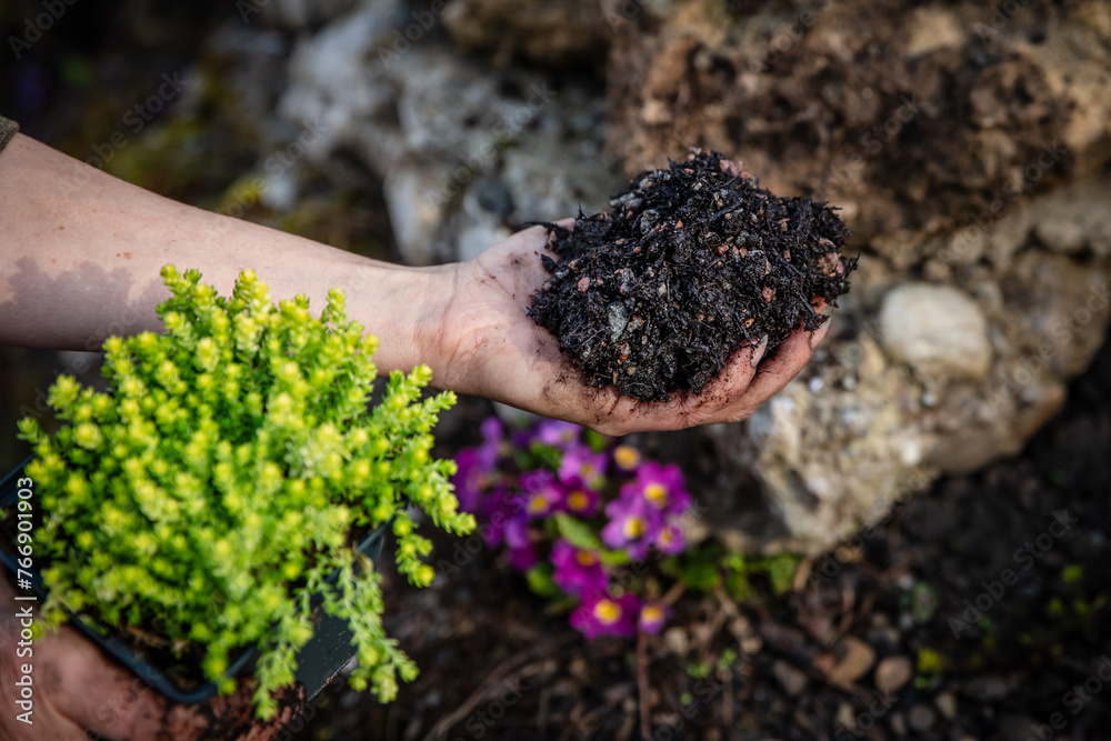 Ground cover planting with a sedum acre stonecrop and soil, gardening on rock wall Ground cover planting with a sedum acre stonecrop and soil, gardening on rock wall