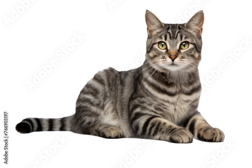 Studio portrait of a sitting tabby cat looking forward against a white backdground