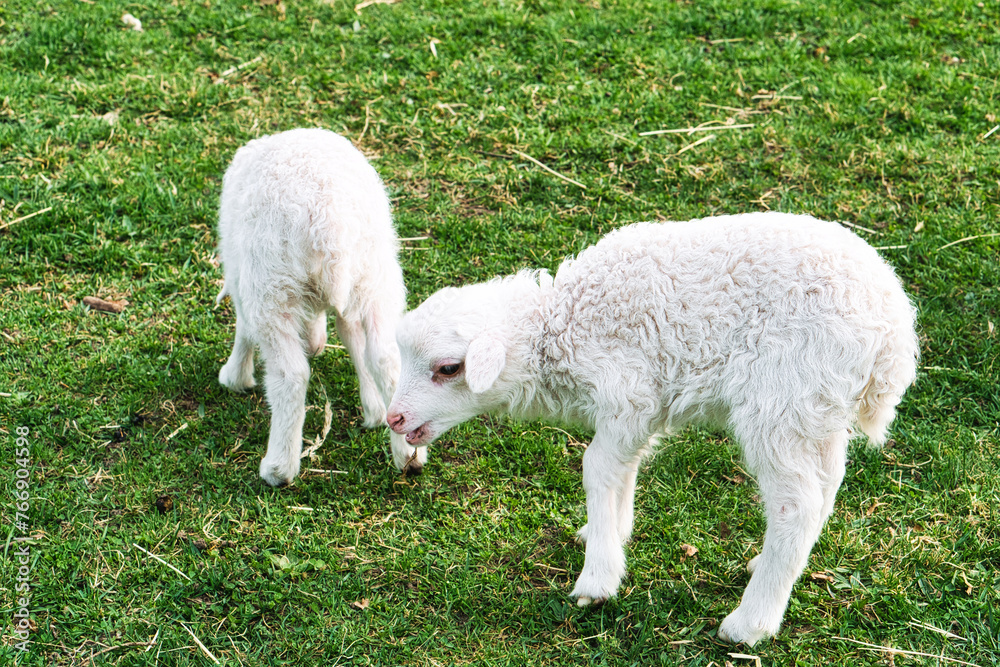 Easter lambs on a green meadow. White wool on a farm animal on a farm. Animal photo Easter lambs on a green meadow. White wool on a farm animal on a farm. Animal photo
