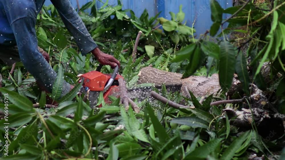 A man is cutting a tree trunk using a chainsaw. Indonesian lumberjack A man is cutting a tree trunk using a chainsaw. Indonesian lumberjack