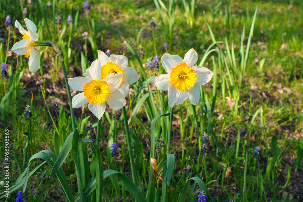 Daffodils at Easter time on a meadow. Yellow white flowers shine against the grass Daffodils at Easter time on a meadow. Yellow white flowers shine against the grass