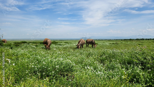 Donkeys grazing in Ngorongoro National Park © sayrhkdsu