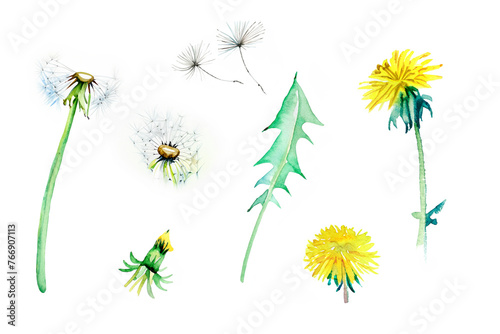 Set of watercolor dandelion flower elements