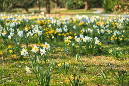 Daffodils at Easter time on a meadow. Yellow white flowers shine against the grass