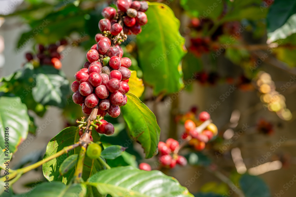 image capturing coffee beans in various stages of ripening on branches of coffee tree, surrounded by lush leaves. This visual encapsulates essence of coffee farming, coffee harvest cycle.