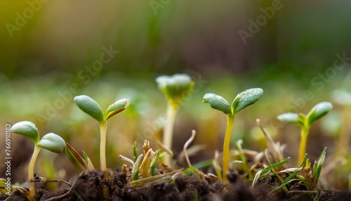 Several young sprouts. Beginning of spring