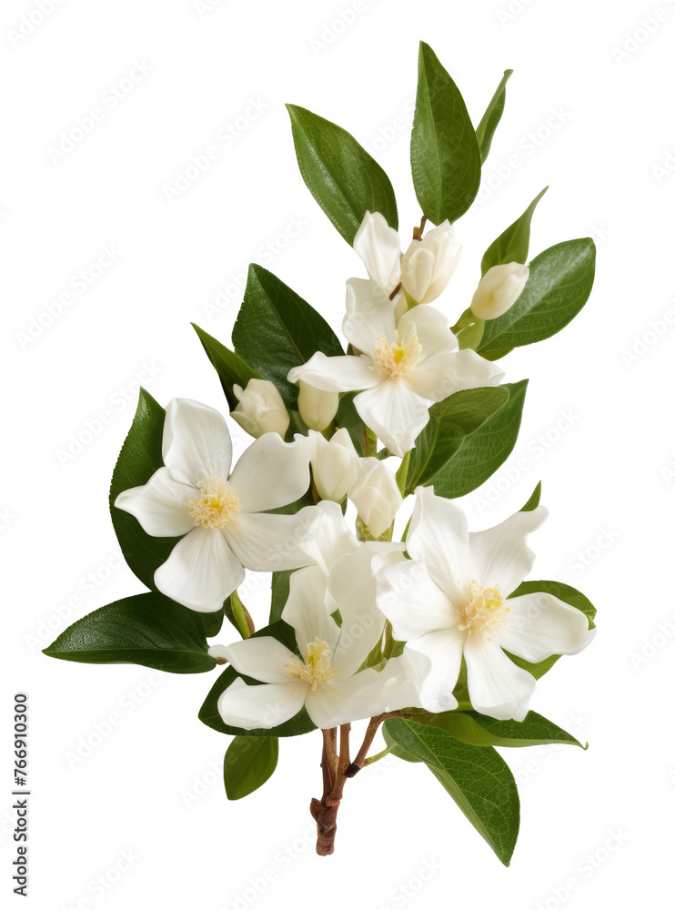 jasmine flower isolated on transparent background jasmine flower isolated on transparent background