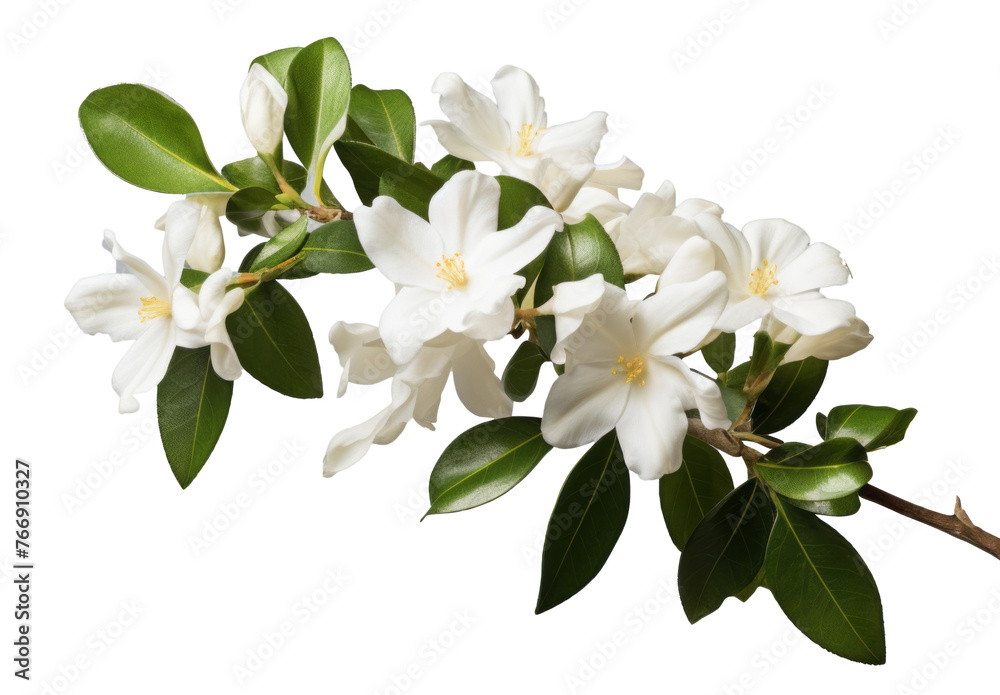 Obraz premium jasmine flower isolated on transparent background