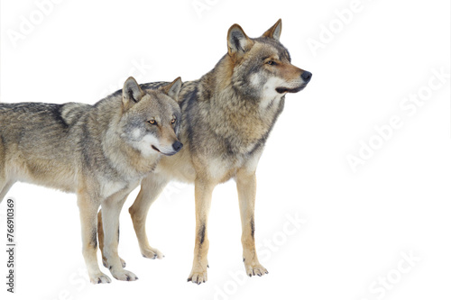 Wolf and she-wolf isolated on white background