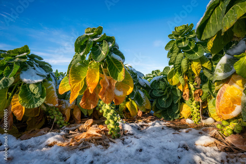 UK, Scotland,Brussels sprouts growing in frosted field photo