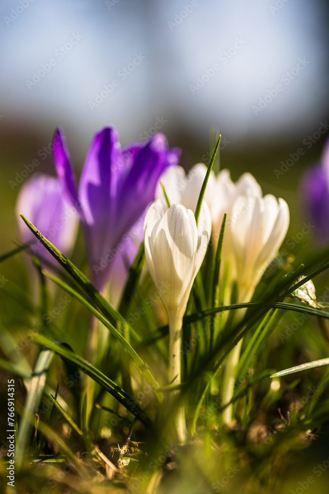 spring crocus flowers