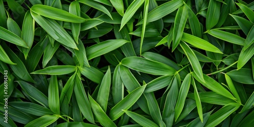 Lush Organic Leaf Texture