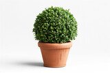 show me a boxwood topiary, in the shape on transparency background PNG