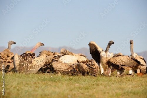CAPE VULTURE (Gyps coprotheres), threatened status. gather at a carcass at a safe feeding site. Drakensberg, Underberg, South Africa photo