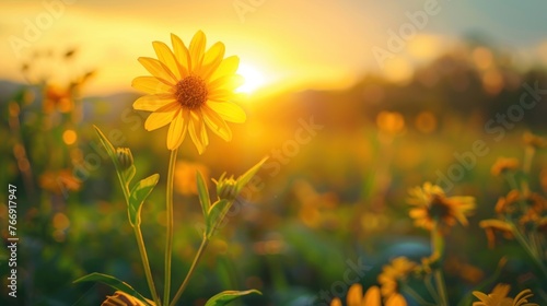 field of sunflowers at sunrise AI generated image. photo