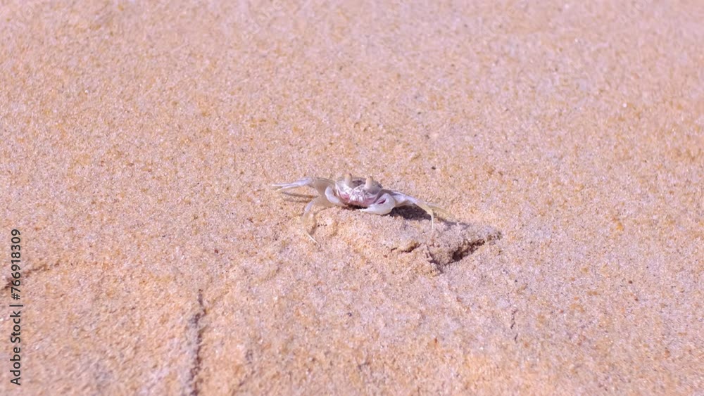 A crab on the beach is running on the white sand. Exotic animals in the resorts of tropical islands. The concept of a beach holiday in the tropics. A crab on the beach is running on the white sand. Exotic animals in the resorts of tropical islands. The concept of a beach holiday in the tropics.