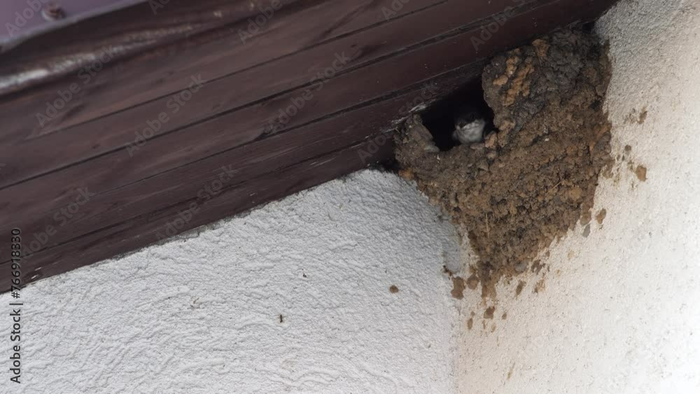 House martins and their young ones fly and feed under a roof nest. House martins and their young ones fly and feed under a roof nest.