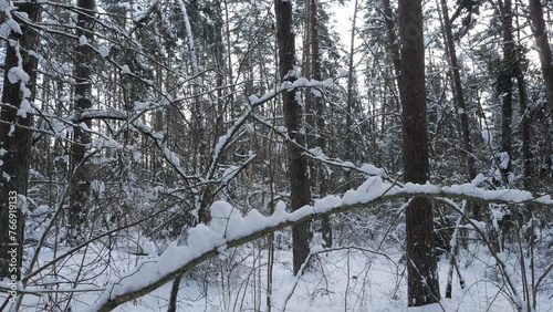 Wallpaper Mural Gimbal footage of winter forest, bent trees and branches laden with snow Torontodigital.ca