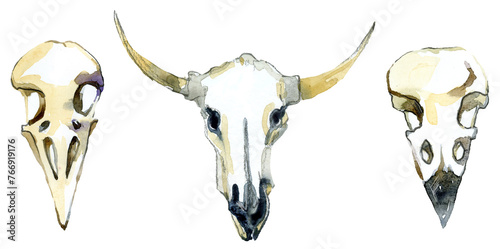 watercolor buffalo skull, Bird skull hand painted watercolor illustration  set. Clipart on a white background © Елена Фаенкова