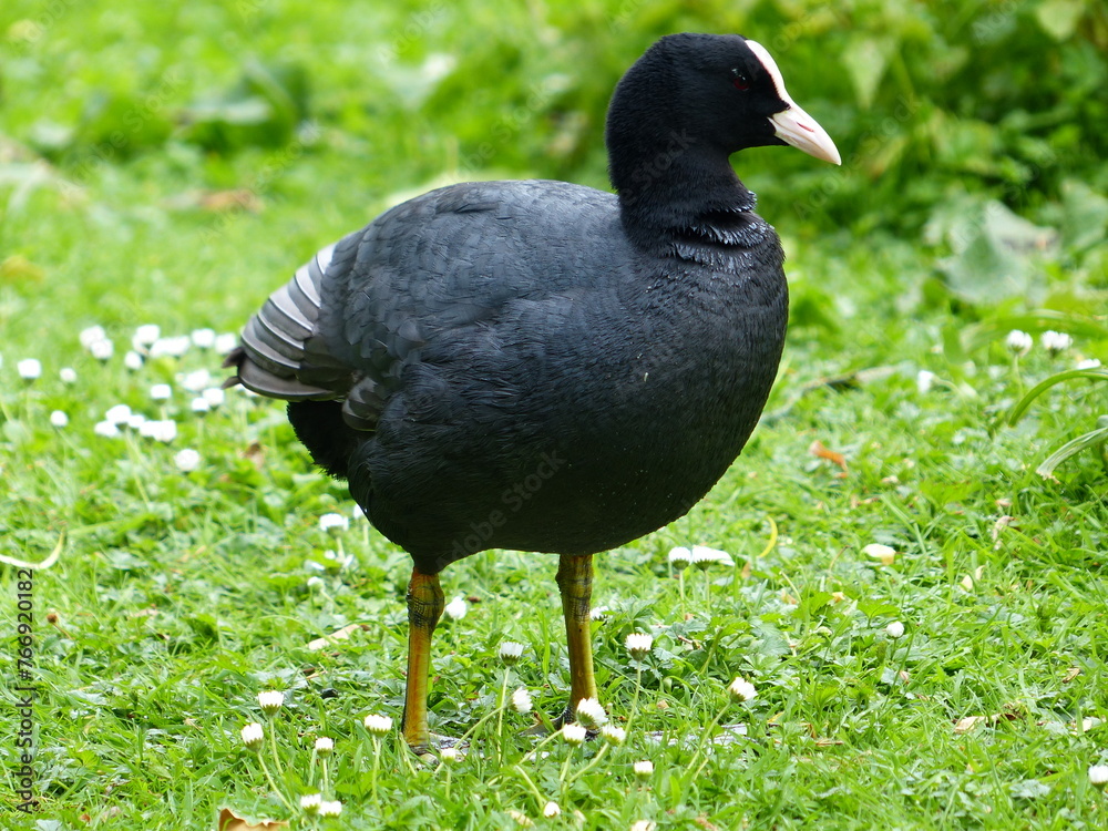 Foulque macroule dans un jardin