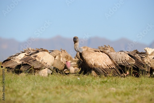 CAPE VULTURE (Gyps coprotheres), threatened status. gather at a carcass at a safe feeding site. Drakensberg, Underberg, South Africa photo