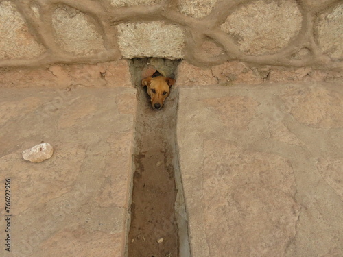 Chien curieux qui sort la tête d'un trou d'évacuation d'eau dans un mur pour regarder les passants