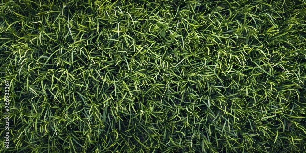 Lush Leafy Organic Texture Close-up