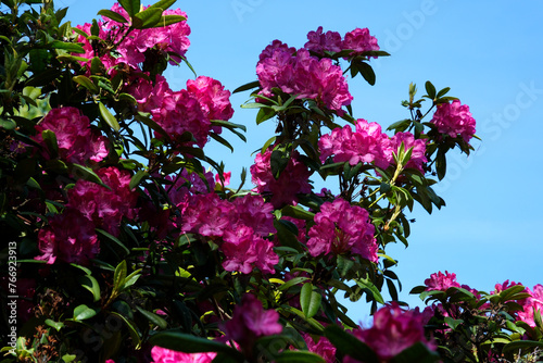 Epic flowers in nature shot in 120 frames per second. photo