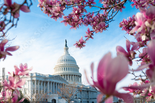 Cuadro en lienzo Capitol building in blossom tree