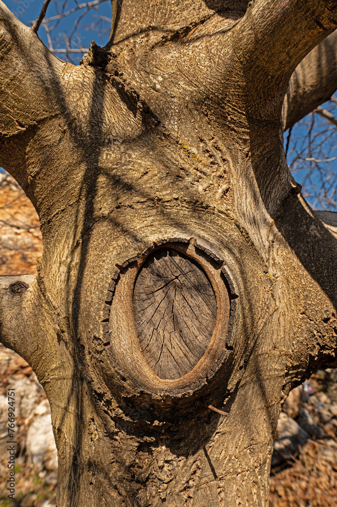 Detail resulting from pruning on the walnut tree trunk.